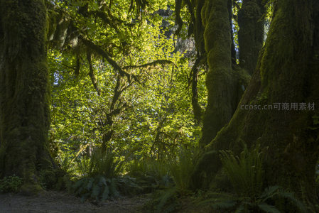 古树环抱林间，阳光穿透叶隙洒向幽深绿径