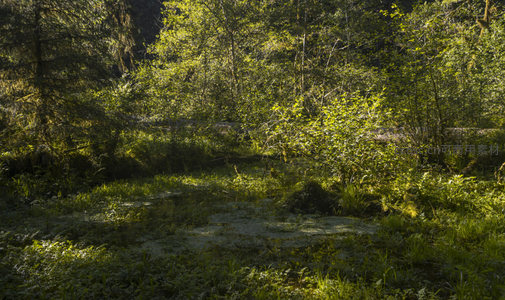 阳光穿透林间湿地，绿意盎然生机勃勃