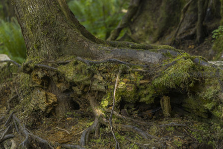 苔藓覆盖的古老树根，诉说森林岁月