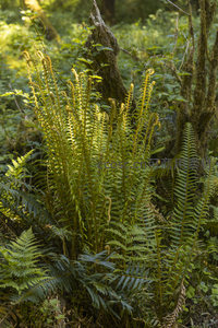 蕨类植物在林间绽放，沐浴金色晨光