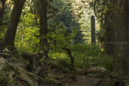 幽深林道尽头，阳光照亮参天巨木