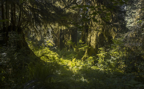 阳光穿透苔藓森林的静谧秘境