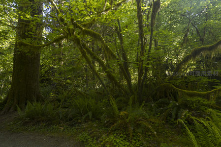 青苔缠绕的古老森林小径