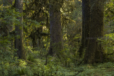 高耸古树下的幽深林地