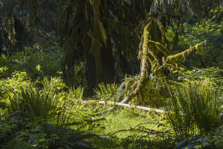 倒木横卧苔藓覆盖的林间空地