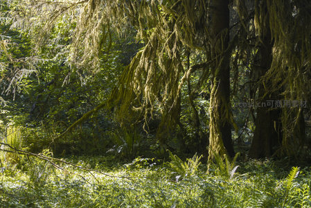 垂挂苔藓如帘幕的森林深处