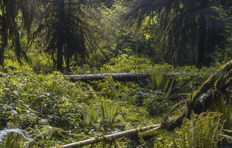 阳光穿透苔藓森林的静谧秘境