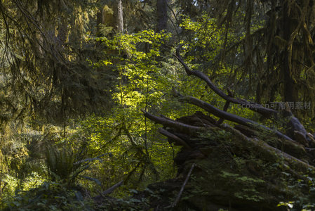 林间光影交织的古老树影