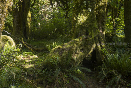 巨树根系盘踞的苔藓秘径