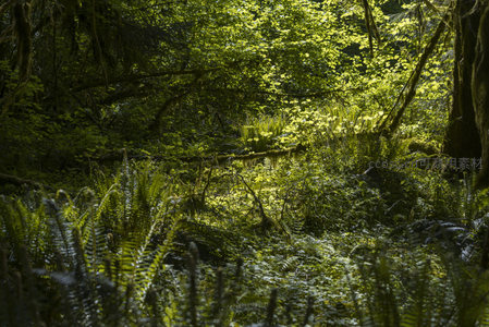 蕨丛深处洒落的金色晨光