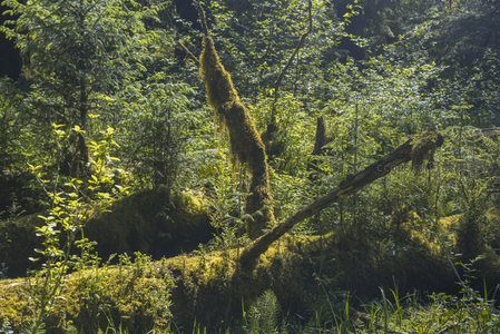 倒木与青苔共生的林间秘境
