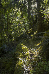 林间小径蜿蜒于苔藓与蕨类之间