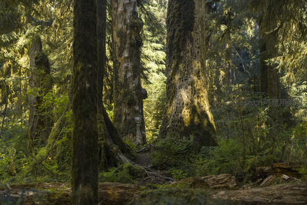 巨树群立，苔藓点缀的森林深处