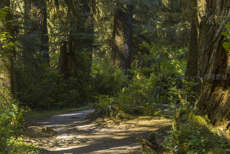 林荫小道通向幽深的森林腹地