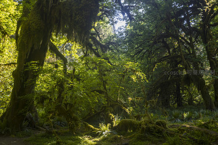阳光穿透苔藓覆盖的古老森林