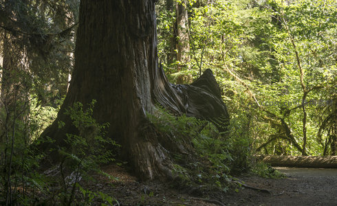 参天巨木根部纹理特写