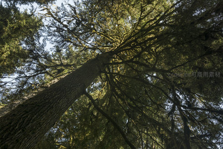 仰望苍穹：森林树冠的壮丽景象
