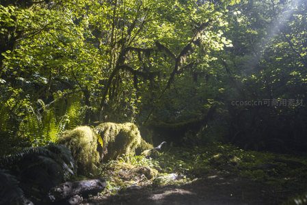 光束穿越苔藓密林的小径