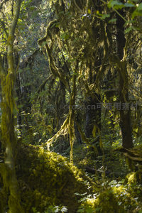 垂挂苔藓织就的森林迷宫