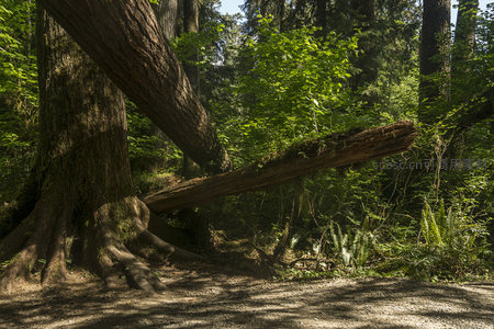 森林中巨大的倒木与参天古树