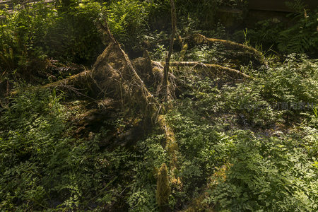 溪边苔藓覆盖的树根特写