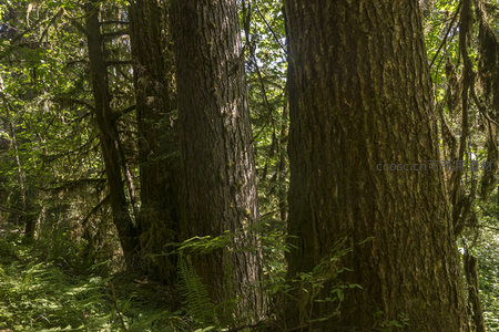 古老森林中粗壮树干的纹理