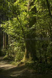 林间小径旁沐浴阳光的树木