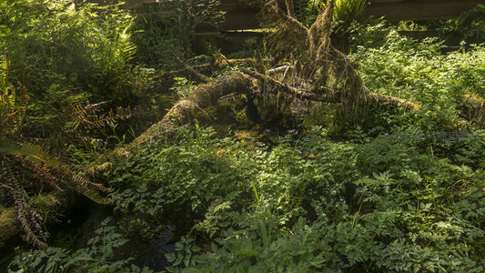 桥下溪流旁的苔藓树根景观