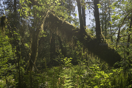 苔藓覆盖的森林巨木，阳光穿透绿意盎然