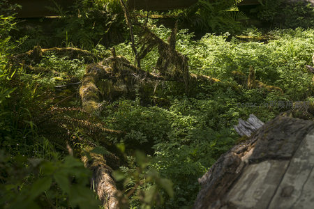 倒伏林木与蕨类交织，光影斑驳如画