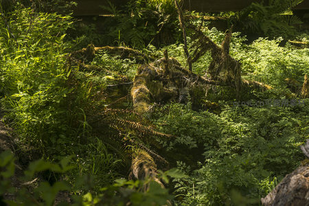 林间腐木与青苔共舞，绿意盎然显生机