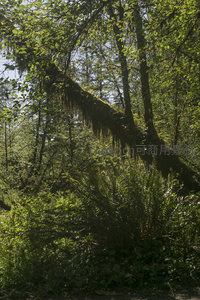 苍劲古树垂挂苔藓，林间光影如梦似幻