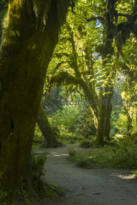 苔藓古道穿行密林，阳光洒落如诗如画