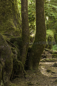 苔藓覆盖的森林巨树根部特写