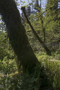 阳光穿透苔藓森林的静谧一角