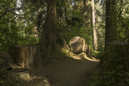 林间小径旁的古老树桩与倒木
