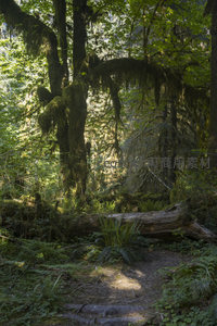 阳光洒落苔藓森林的幽深小径