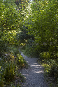 绿意盎然的森林小径通向远方
