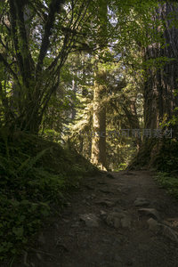 阳光穿透的原始森林小径