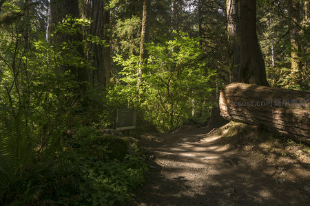 林间小道旁倒下的巨木