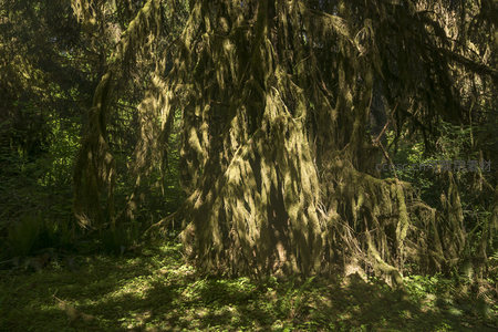 覆盖青苔的古老巨树特写