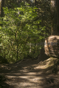 岩石与绿树环绕的林中小径