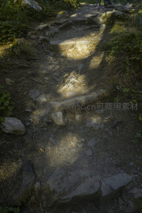 石阶与树根交错的林地路径