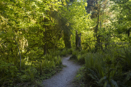 阳光穿透的森林小径，绿意盎然生机勃勃