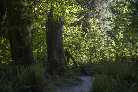 古老树桩与青苔相伴，森林深处的时光印记