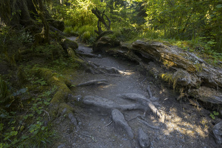 盘根错节的林间小路，原始森林的天然雕塑