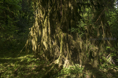 巨树披挂垂帘青苔，宛如森林中的绿色瀑布
