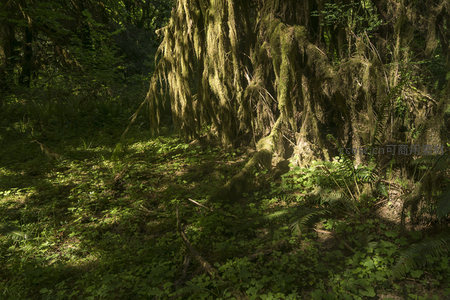 林下光影斑驳，青苔与蕨类交织的绿色地毯