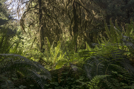 阳光穿透苔藓森林的静谧秘境
