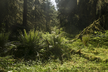 林间光束下的绿色地毯与古树
